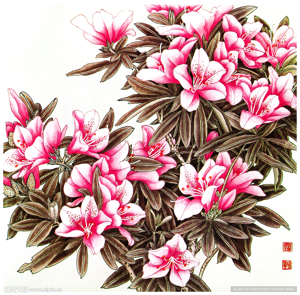杜鹃花 图片未分层