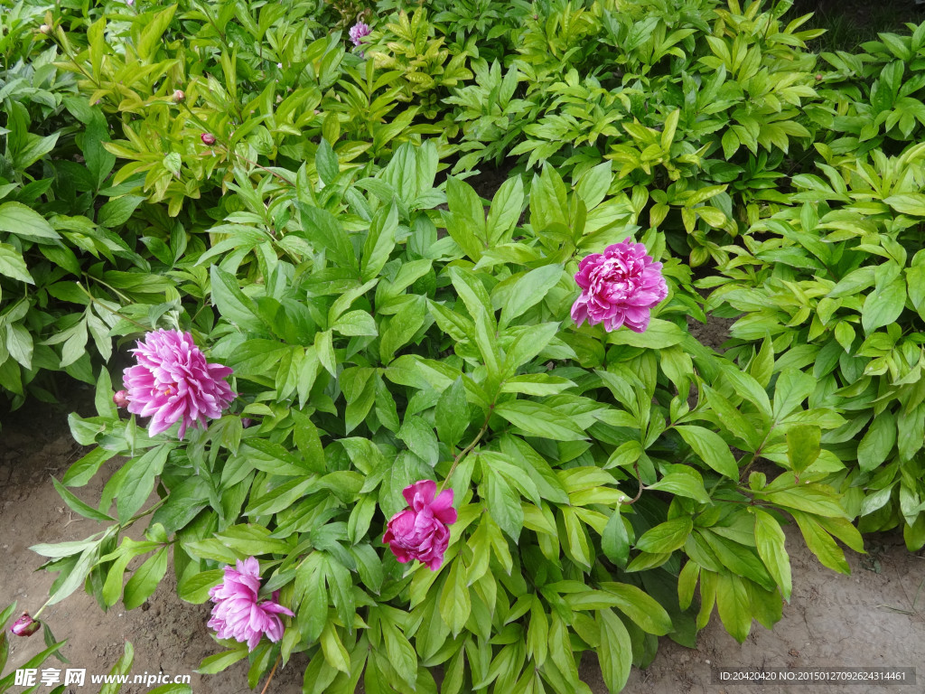 花
