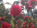 茶花