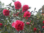 茶花