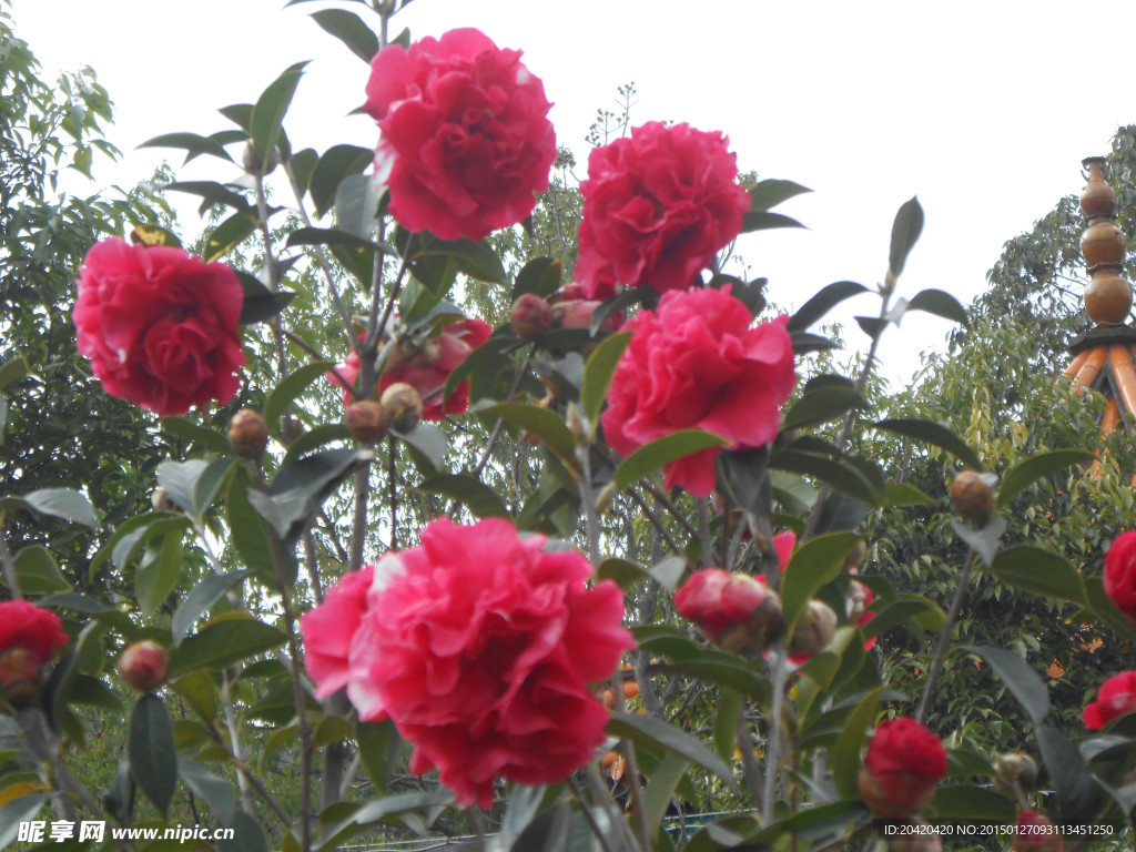 茶花