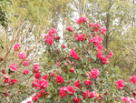 茶花