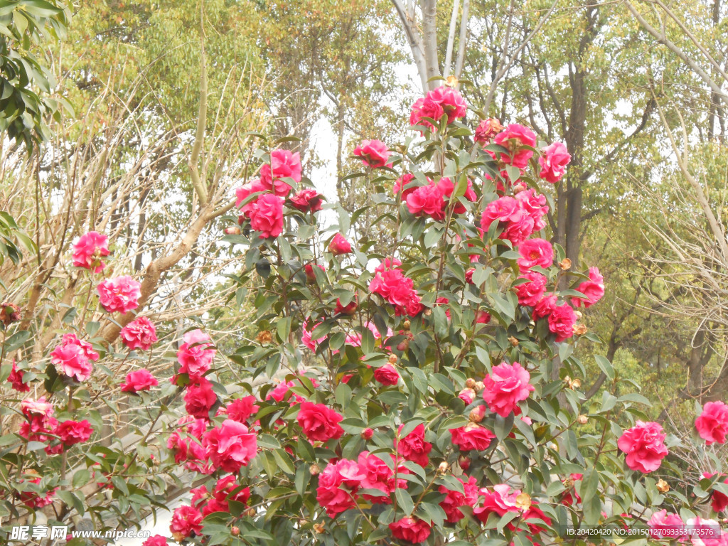 茶花