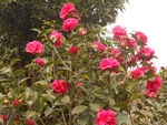 茶花
