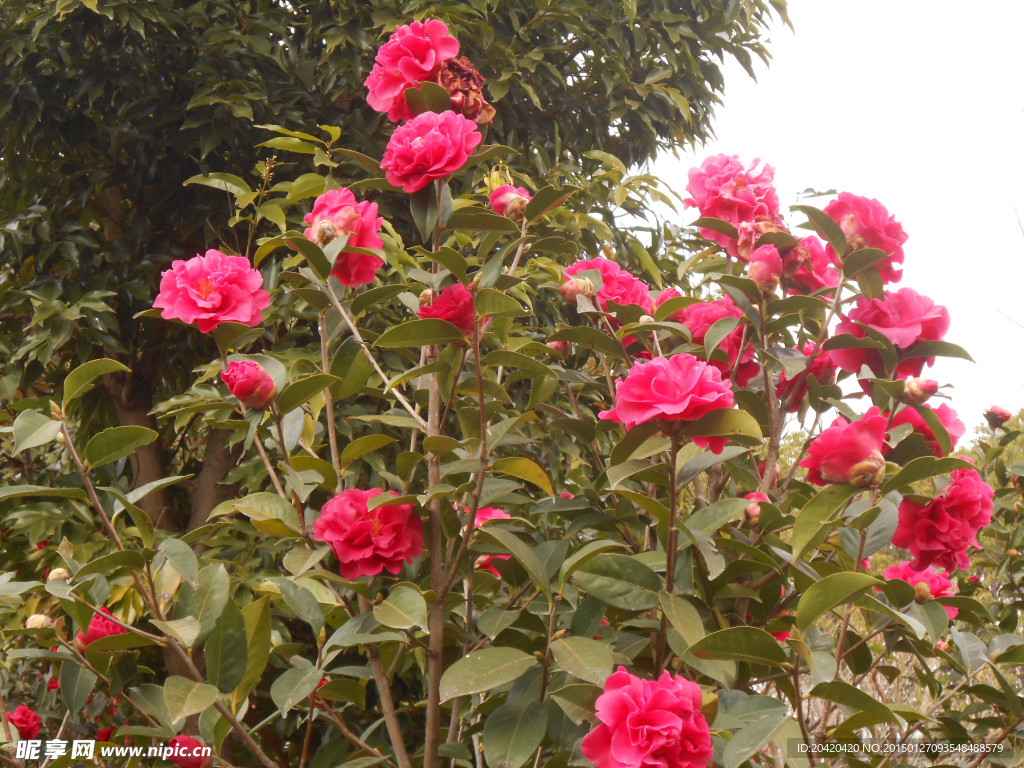 茶花