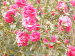 茶花