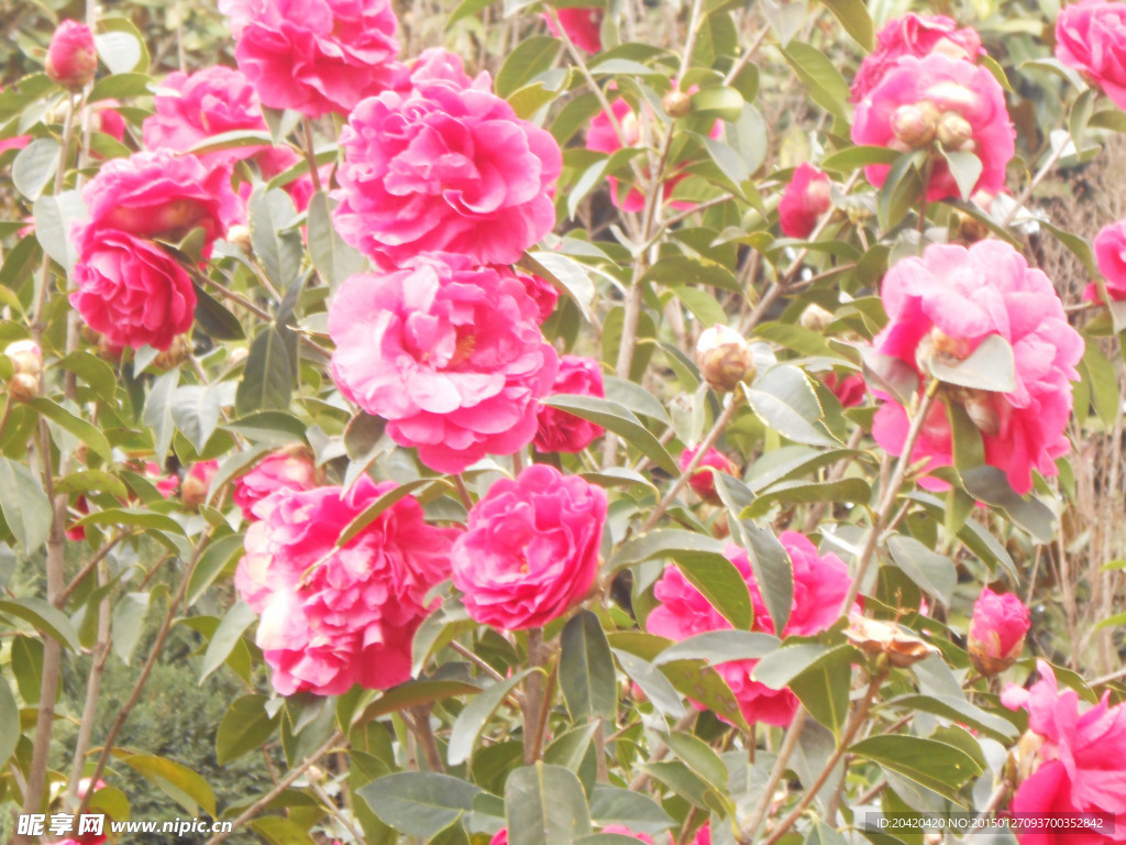 茶花