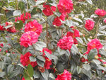 茶花