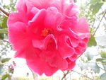茶花
