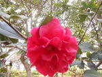 茶花
