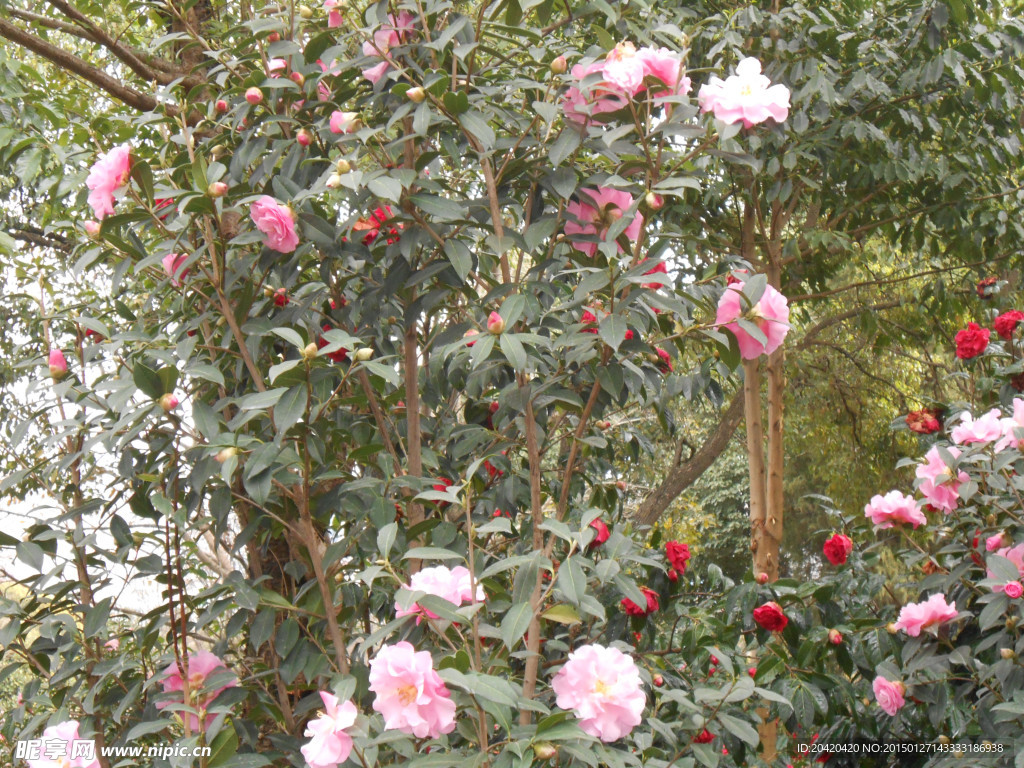 茶花