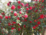 茶花