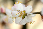 花草
