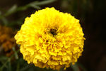 黄菊花