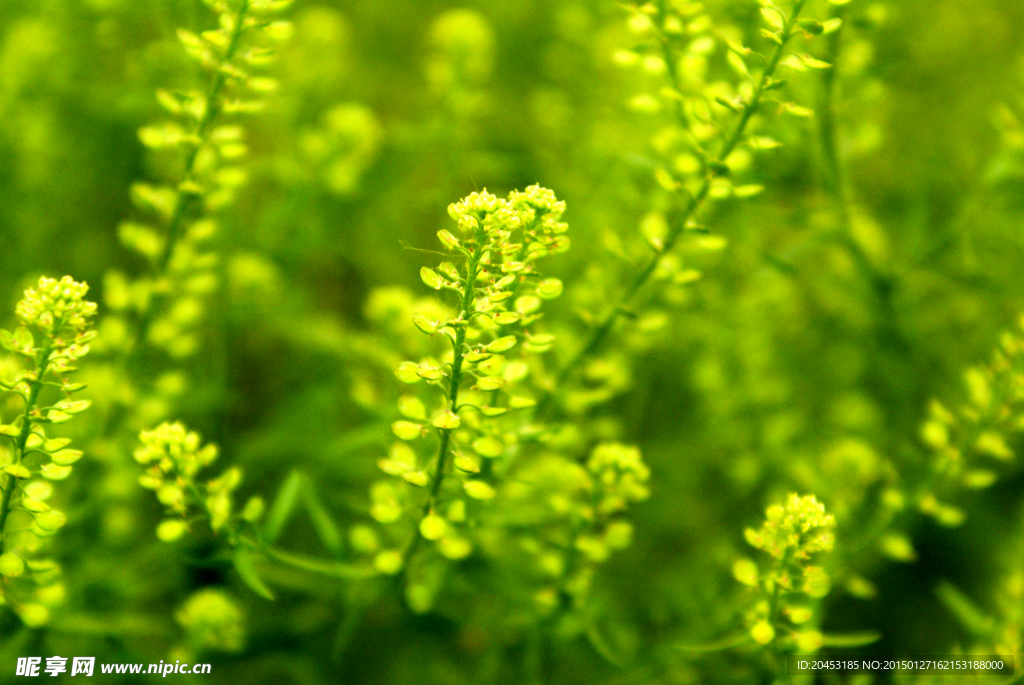 黄绿野花