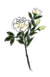 桅子花