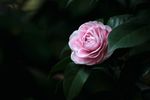 茶花