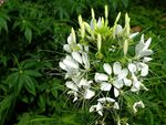 白色醉蝶花