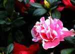 孔雀花