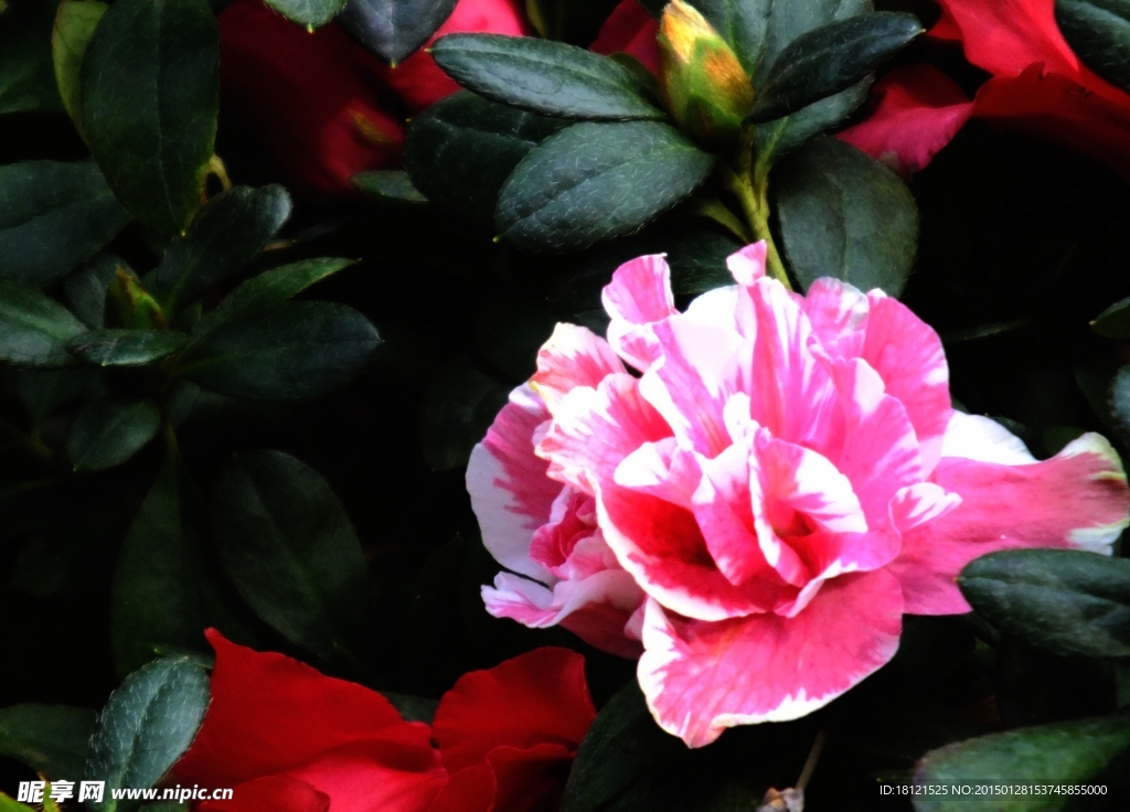 孔雀花