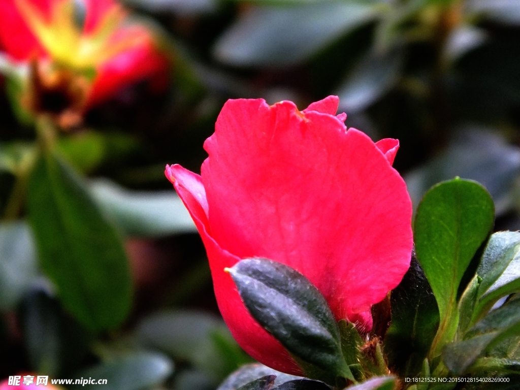 孔雀花