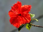 大丽花