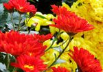 红黄秋菊