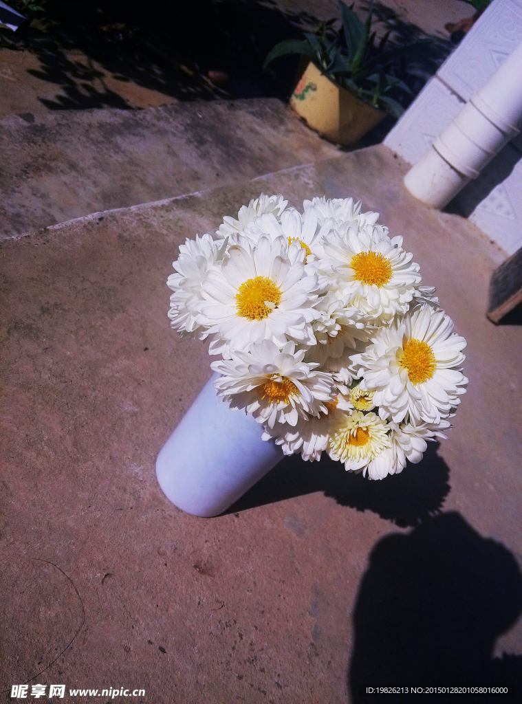 菊花