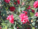 茶花