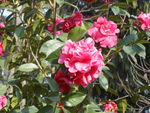 茶花