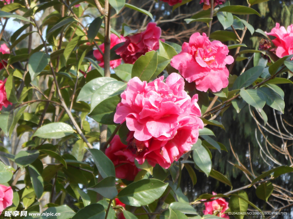 茶花