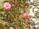 茶花