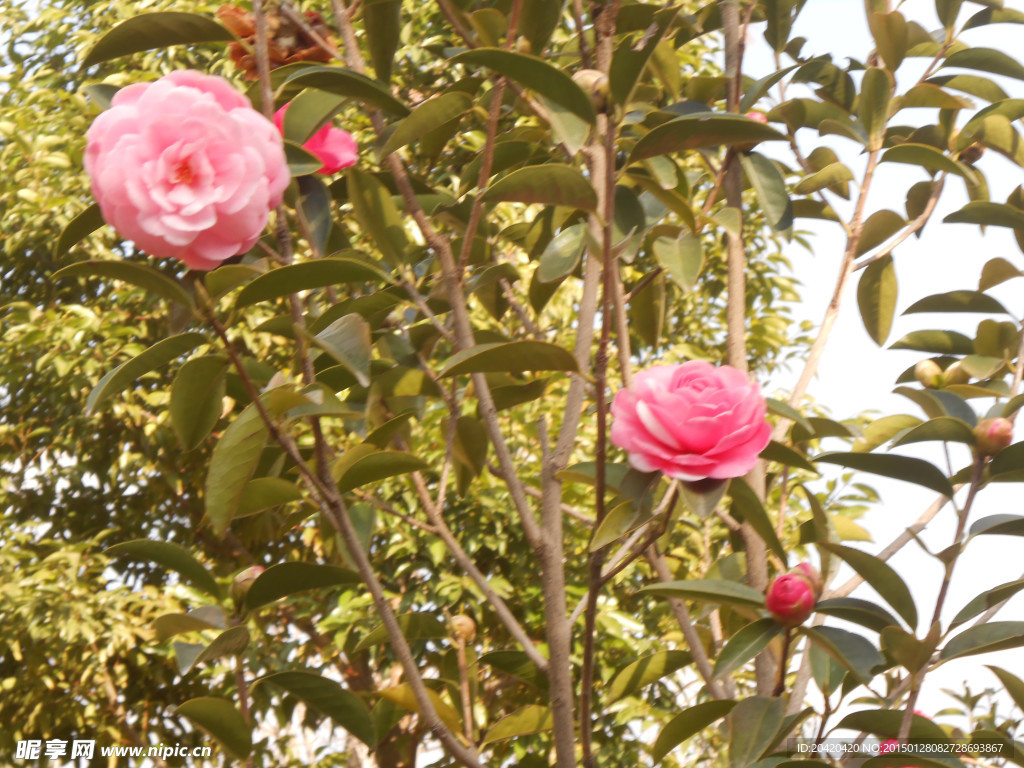 茶花