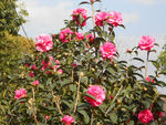 茶花