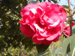 茶花