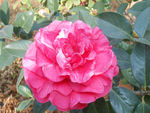茶花