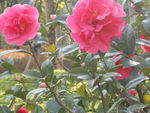 茶花
