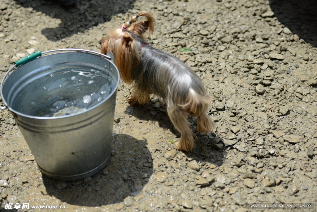 小狗与水桶