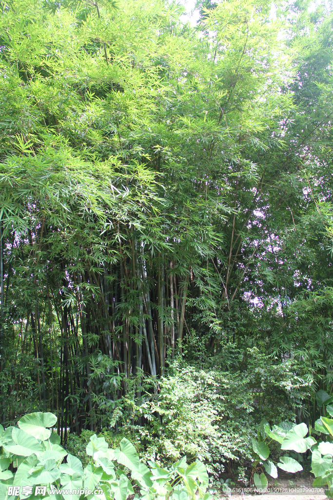 竹子林
