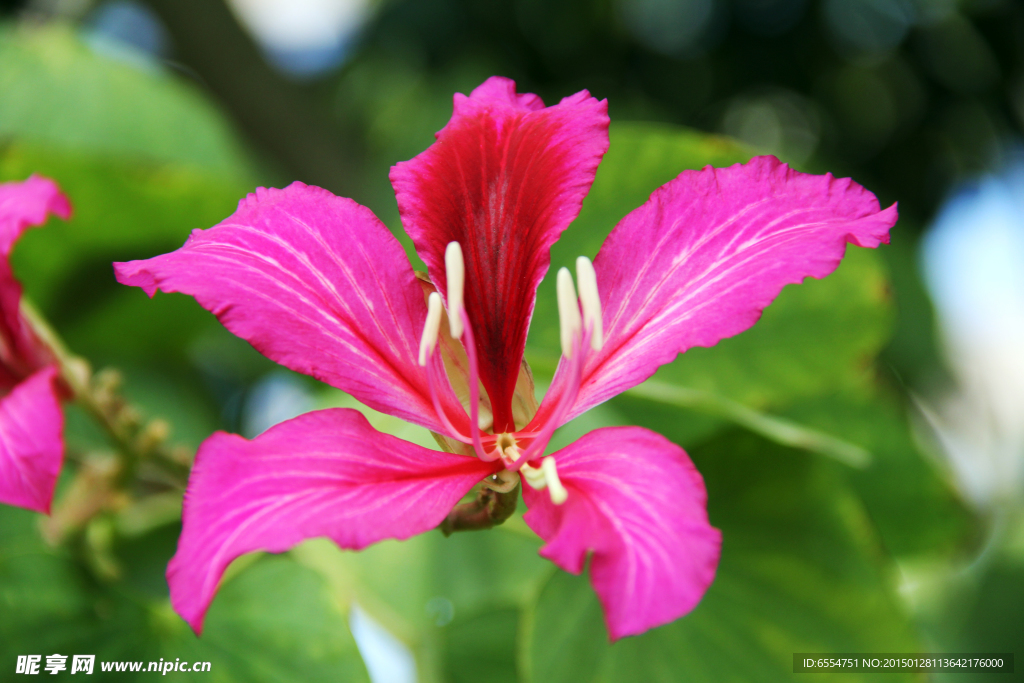 紫色花 花卉