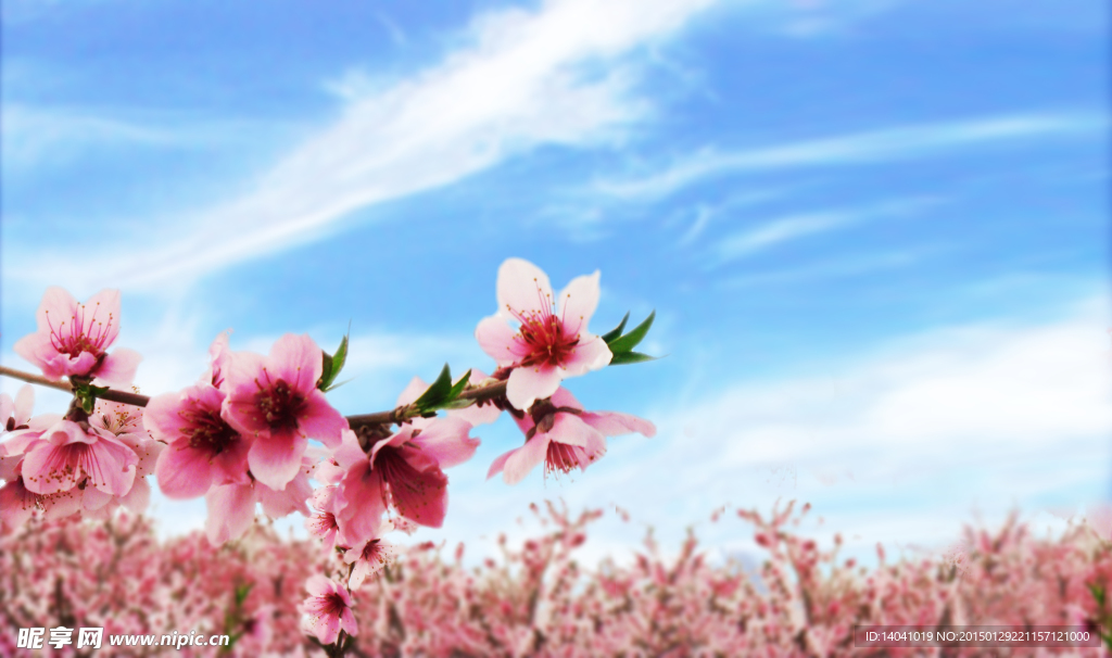 桃花高清图片
