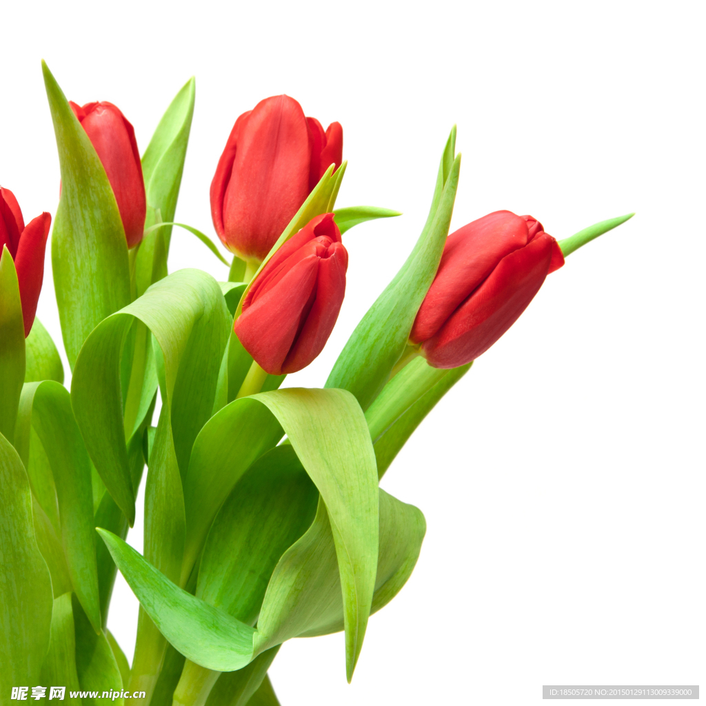 鲜艳的红色郁金香花