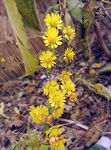 野菊花