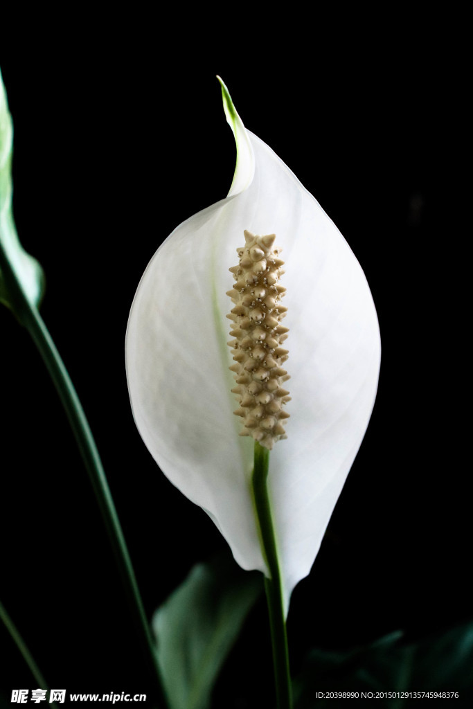 白花