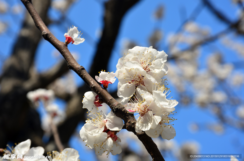 桃花