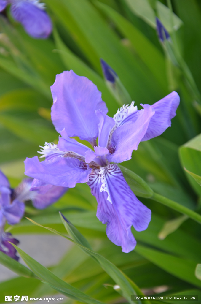 鸢尾花