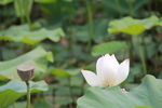 莲花 莲藕