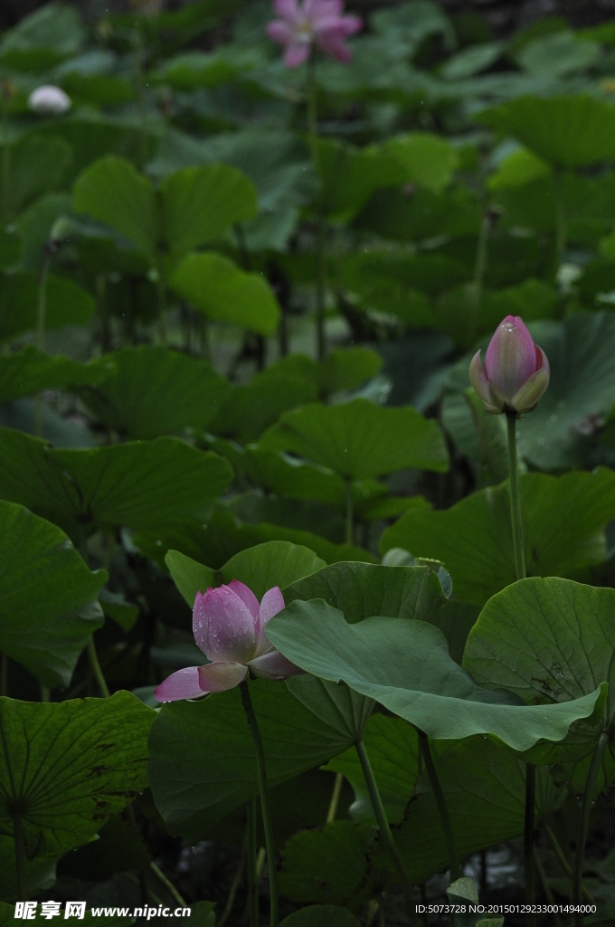 雨荷