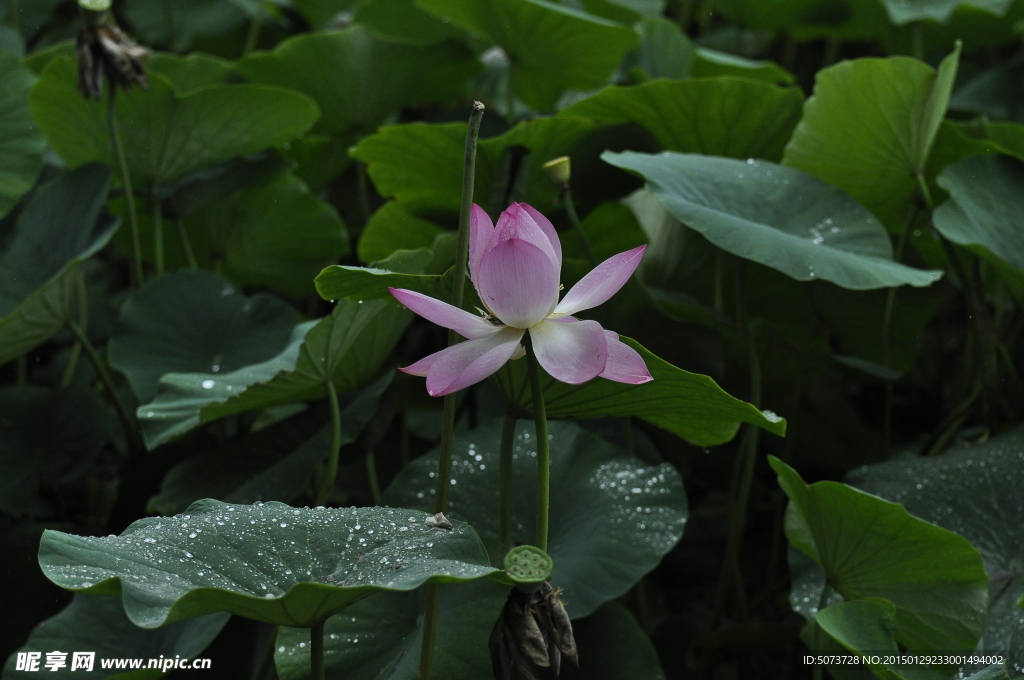 雨荷