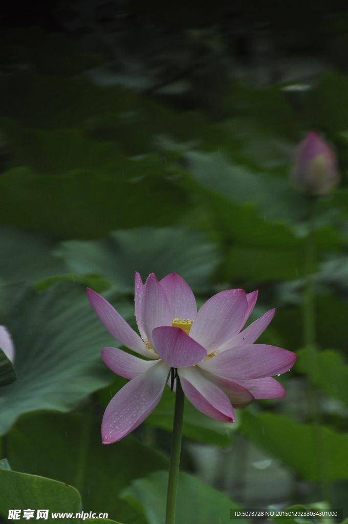 雨荷